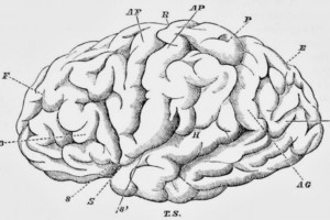 'ancient brain' helps us interpret edges